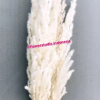 Dried flower Pampas Grass Eryanthus