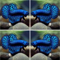 D&A Tropical Live Fish-1 Male Wild Betta Alien Live Fish- Live Betta Fish for Pond, Fish Tank or Aqu
