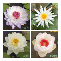 無土水培、碗蓮種子 10顆(吉祥、白仙子、白鷺、飛雪藏梅)碗蓮=荷花 水蓮種子 荷花種子 睡蓮種子