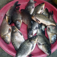essen ikan mas terbaik premium original asli dan bagus Umpan