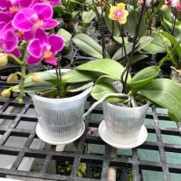 110/140/160/190mm Cylindrical Transparent Root Control Flower Pot With Stomata Phalaenopsis Orchid Planting Holder Home Decor