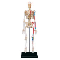 4d Human Skeleton Anatomy Model Skeleton puzzle Assembling Toy Medical Teaching Aid Laboratory Education Equipment master