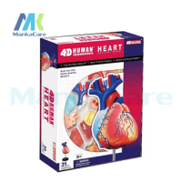 4D master model colored heart assembled Human Anatomy dimensional Human HEART LIFE-SIZE MODELdissection skull brain anatomical
