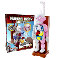 《Human Body Model》益智趣味桌遊人體模型組裝遊戲-英文版