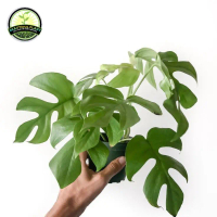 Tanaman Hias Monstera Raphidopora Tentrasperma