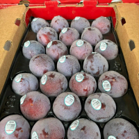 Buah segar buah plum  per 1kg. primum