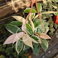 TKL - Hoya Krimson Queen Live Plant/ Ratu Hoya Krimson