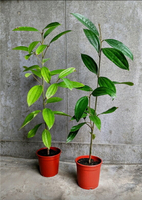 清華桂樹(肉桂苗)