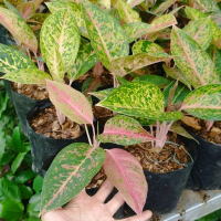 Tanaman Hias Aglonema Big Roy - Aglonema Big Roy by Cah Garden