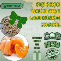 10 gram benih waluh kuning/ labu kuning/ labu parang unggul asli