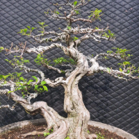 BONSAI KIMENG TERBAGUS UKURAN L