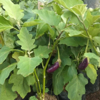 BIBIT TANAMAN POHON TERONG (TERONG UNGU PANJANG-TERONG BULAT HIJAU)