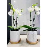 蝴蝶蘭花盆專用套盆陶瓷白色小號現代簡約輕奢北歐蘭花花盆