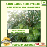 Daun Karuk / Sirih Tanah Segar 100 gr