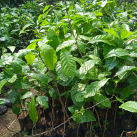 bibit Tanaman kopi robusta unggul Ukuran 30 - 50 cm Hasil Okulasi