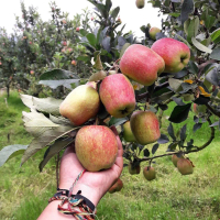 Bibit Tanaman Buah Apel Fuji Hasil Stek Batang Atau Cangkok Siap Tanam