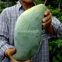 Bibit Mangga Mahatir Malaysia Super Jumbo