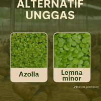 lemna minor / mata lele / bibit mata lele