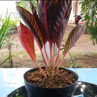 Tanaman Hias Aglonema Red Sumatra Dewasa - Aglonema Red Sumatra Red by Cah Garden