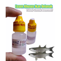 Essen Ikan Belanak Besar/Mangse Aroma Amis Wangi