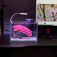 Bể mini 20x15x15 hoa anh đào nuôi betta