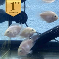 Platinum Polar Ikan Hias Parrot Putih Hiasan Aquarium Aquascape