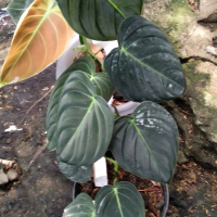 philodendron melano crysum tanaman