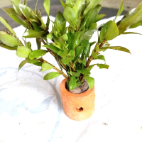 tanaman aquascape higropila polisperma sunset per pot