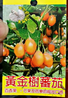 [黃金樹番茄盆栽   樹狀番茄苗 味道特殊 ] 室外植物 5吋盆栽 ~ 季節限定. 不是隨時都有.  先確認有沒有貨