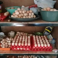 Telur Ayam Kampung 1 kg