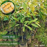 bibit durian montong super