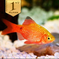 Rosy Barb / Barbir (Isi 4)Ikan Hias Aquascape Hiasan Aquarium Tanaman Air -