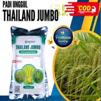 (1 KG)BENIH BIBIT PADI SUPER UNGGUL THAILAND JUMBO AROMATIK.