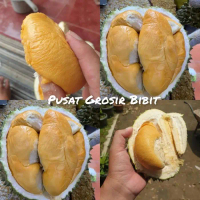 Bibit Tanaman Durian Ochee Duri Hitam