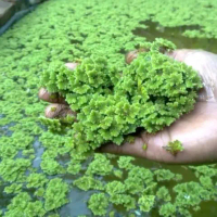 azolla microphylla untuk makanan ternak dan lain lain