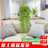 花葉金邊翡翠小吊蘭長藤垂吊花卉盆栽多肉綠植適種陽臺室內易養活