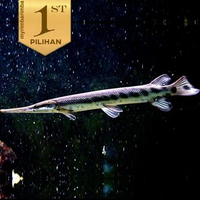 Ikan Hias Aligator Florida GAR Predator Hiasan Aquarium Tanaman Aqascape