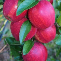 Bibit Apel Merah Fuji Okulasi