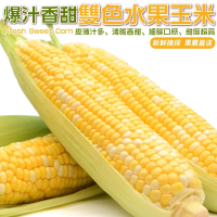 【WANG 蔬果】雙色水果玉米10斤x1箱(農民直配)