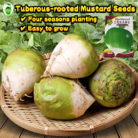 High Yield Tuberous-rooted Mustard Seeds for Sale (300pc/pack) Brassica Juncea Pickled Vegetable See