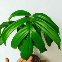 Raphidopora Decursiva | Tanaman Hias Indoor Koleksi Monstera