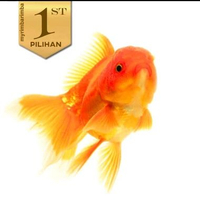 Koki Baby Oranda Ikan HIas Aquascape Hiasan Aquarium Tanaman Air Tawar -