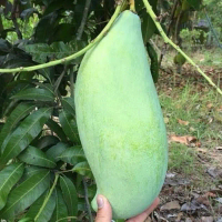Bibit Tanaman MANGGA MAHATIR SUPER JUMBO Tanaman Buah