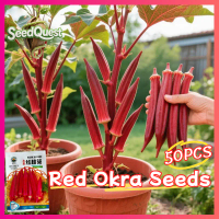 จัดส่งที่รวดเร็ว เมล็ดพันธุ์ กระเจี๊ยบมอญ สีแดง 50 เมล็ด Fresh Red Burgundy Okra Seeds F1 Lady Finge