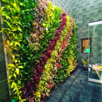 paketan 7 jenis tanaman vertical garden - tanaman vertical garden