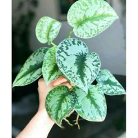 (BISA COD) PROMO TERMURAH! benih Tanaman Hias sirigading silver scindapsus pictus / bunga hias Tanam