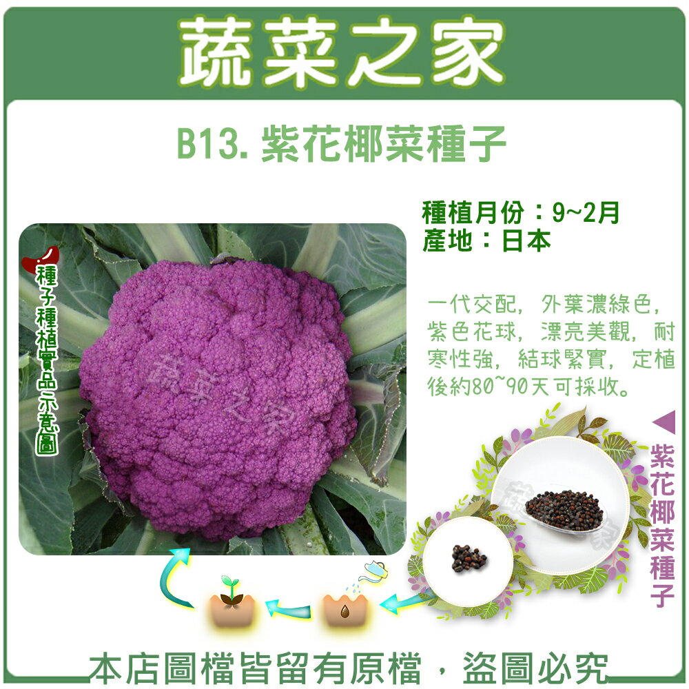 紫花椰菜的價格推薦 22年1月 比價比個夠biggo