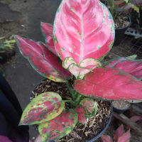 jenis aglonema/ super red , tanaman iin dor murah