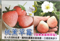 [日本水蜜桃草莓 桃薰草莓] 5-6寸盆 新品種草莓苗 ～季節限定~ 先確認有沒有貨再下標