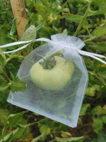 水果套袋果實網袋番茄葡萄無花果草莓防蟲防鳥保護袋草莓透氣網套